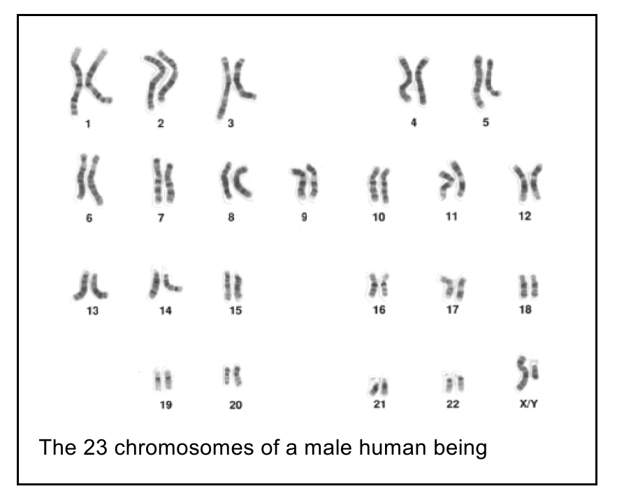 chromosomes