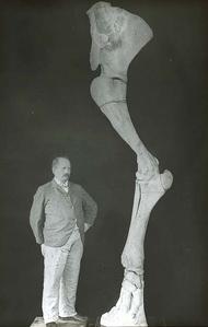Mammoth Leg Bone