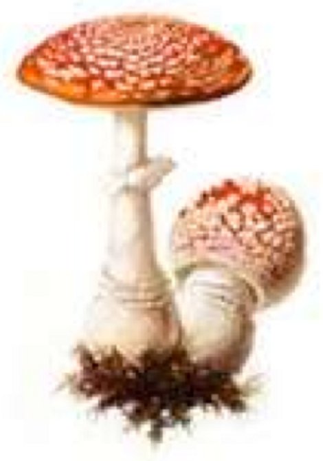Amanita mushroom form mycorhizal relations with plant roots