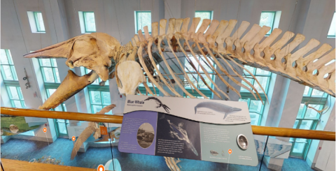 Blue whale skeleton at NCMNS