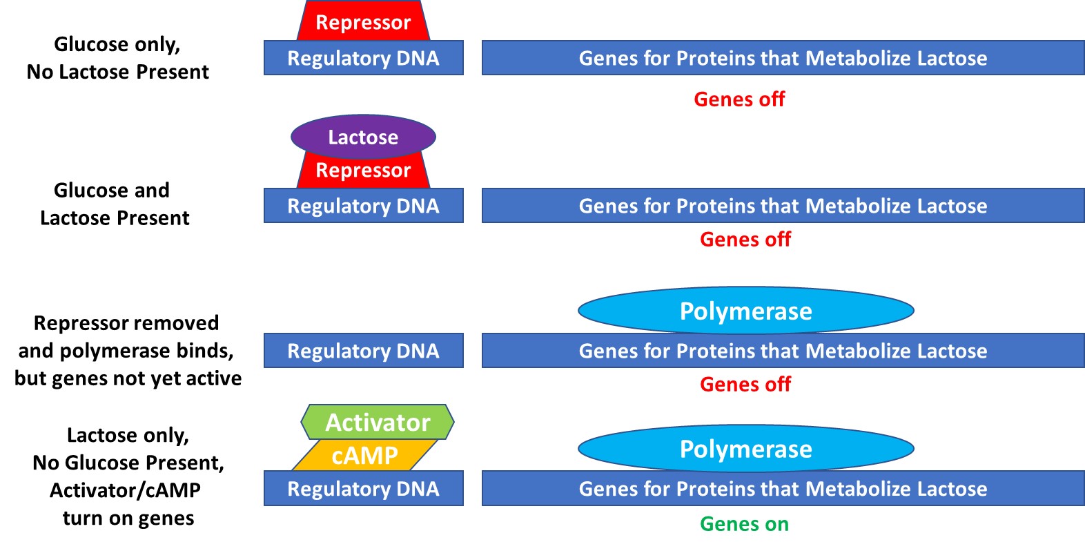 Gene activation