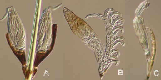 Fungal structures attached to insects