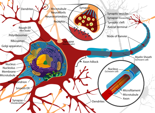 Neuron cell