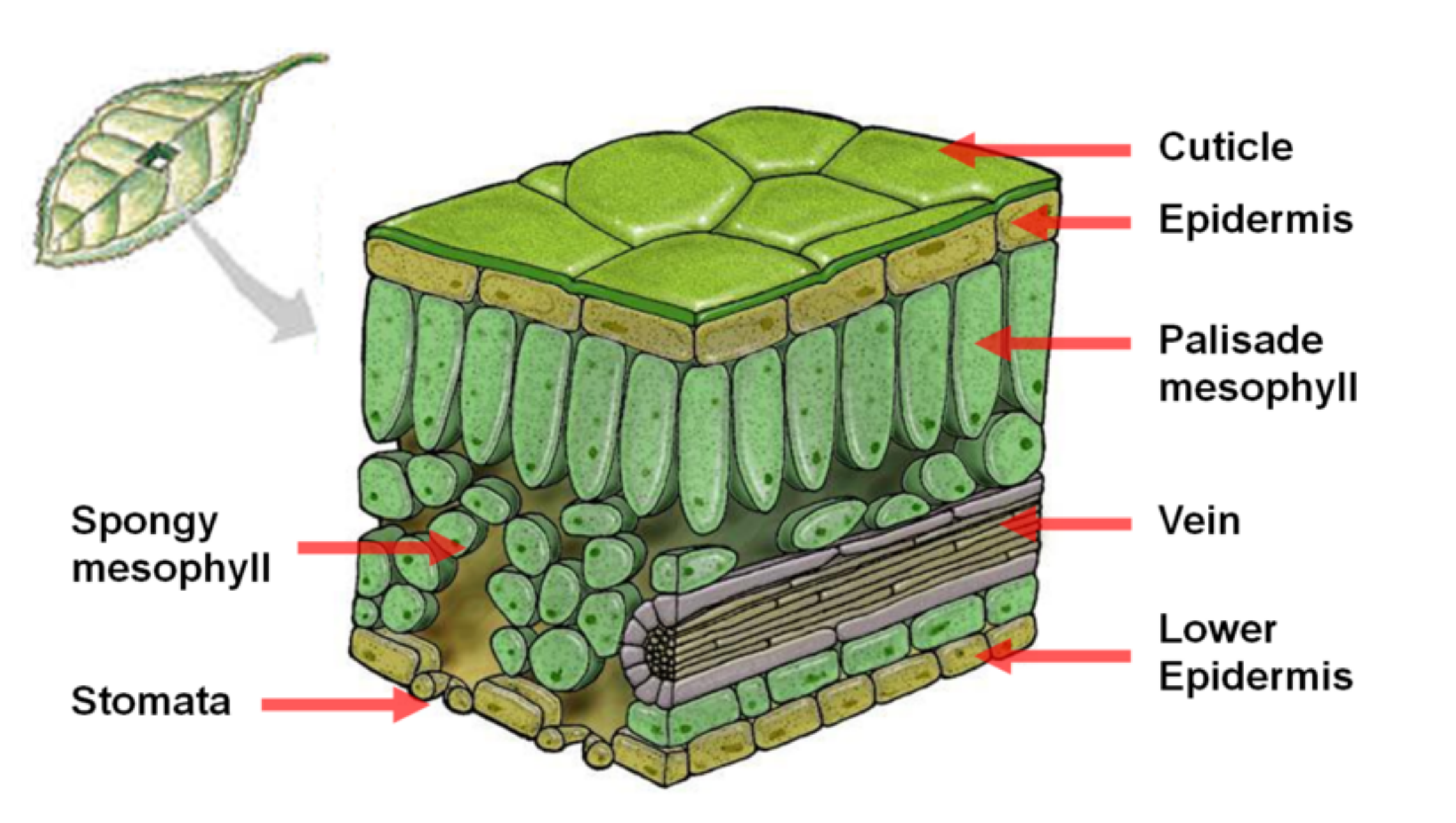 Какие структуры покровной ткани листа выводят пары