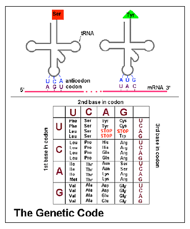 Recent Discoveries in Genetics | TASC