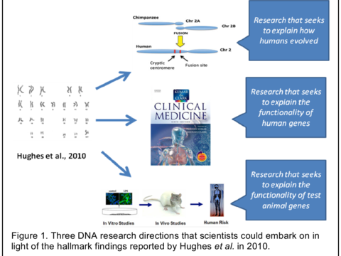 Figure 1. Three DNA research directions that scientists could embark on in light of the hallmark findings reported by Hughes et al. in 2010.