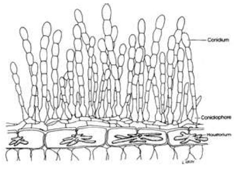 Haustoria in plant cells
