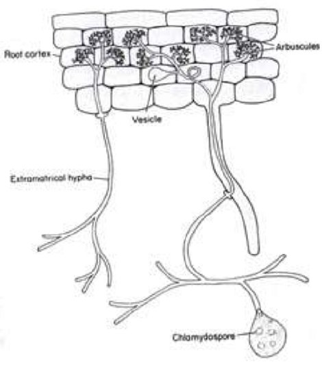 Fungal structures inside plant cells