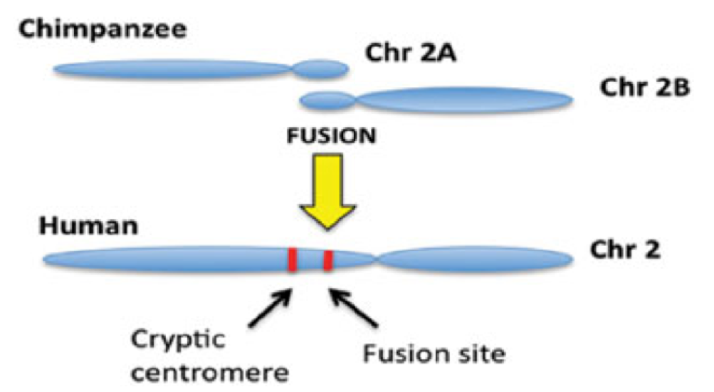 chromosome 2 fusion model