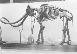 Mammoth skeleton