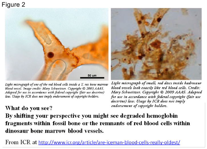 Fig 2 - dinosaur red cells