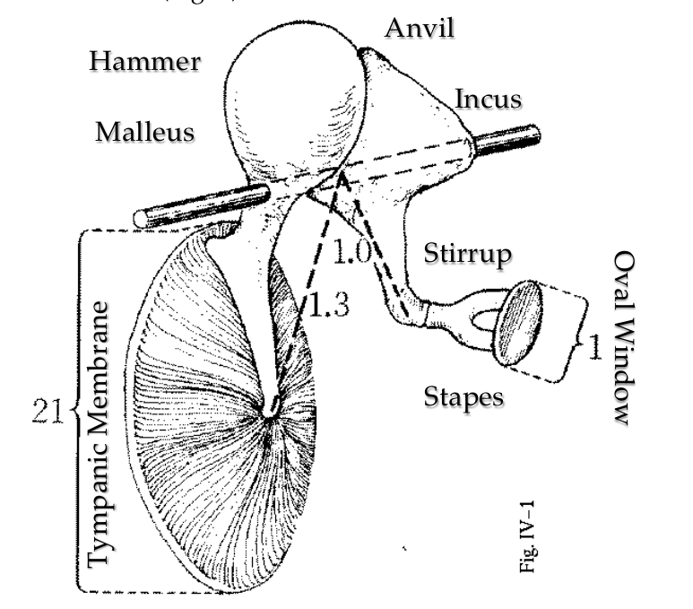 Middle Ear