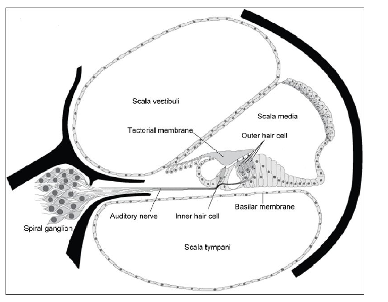 Inner Ear