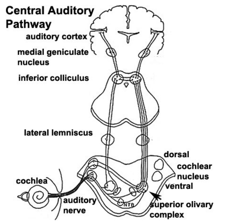 Auditory Nerve and Cortex