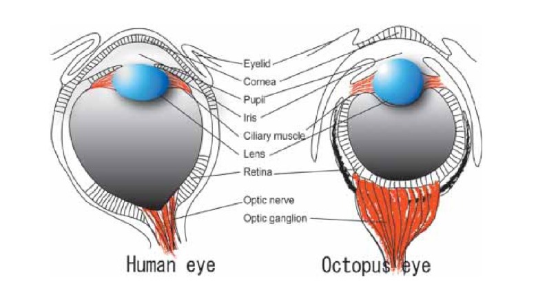 Human vs. Octopus Eye