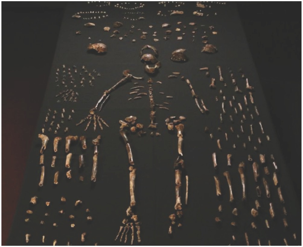 Homo naledi