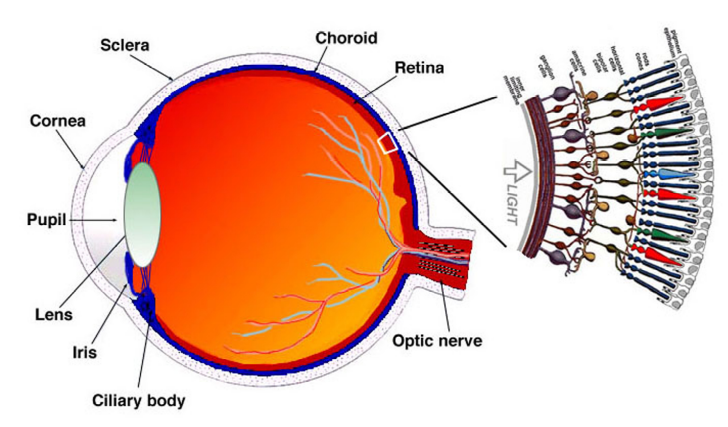 Figure 3a