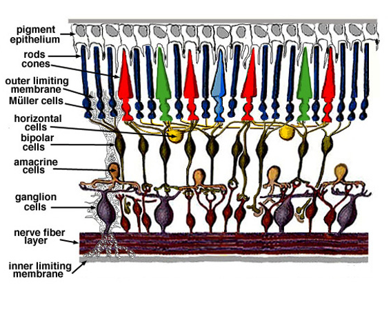 Figure 3b