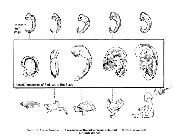 Haeckel's Embryos