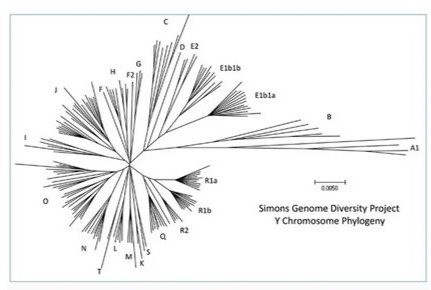 Simons Genome Diversity Project Y chromosome tree