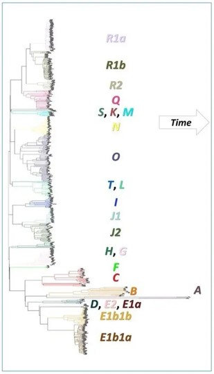 Jeanson's Y chromosome sequence tree