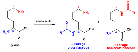 Peptides of lysine