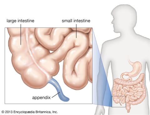 fig 1 appendix
