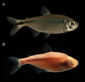 Fish